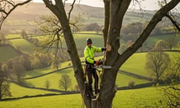 Tree Surgeon
